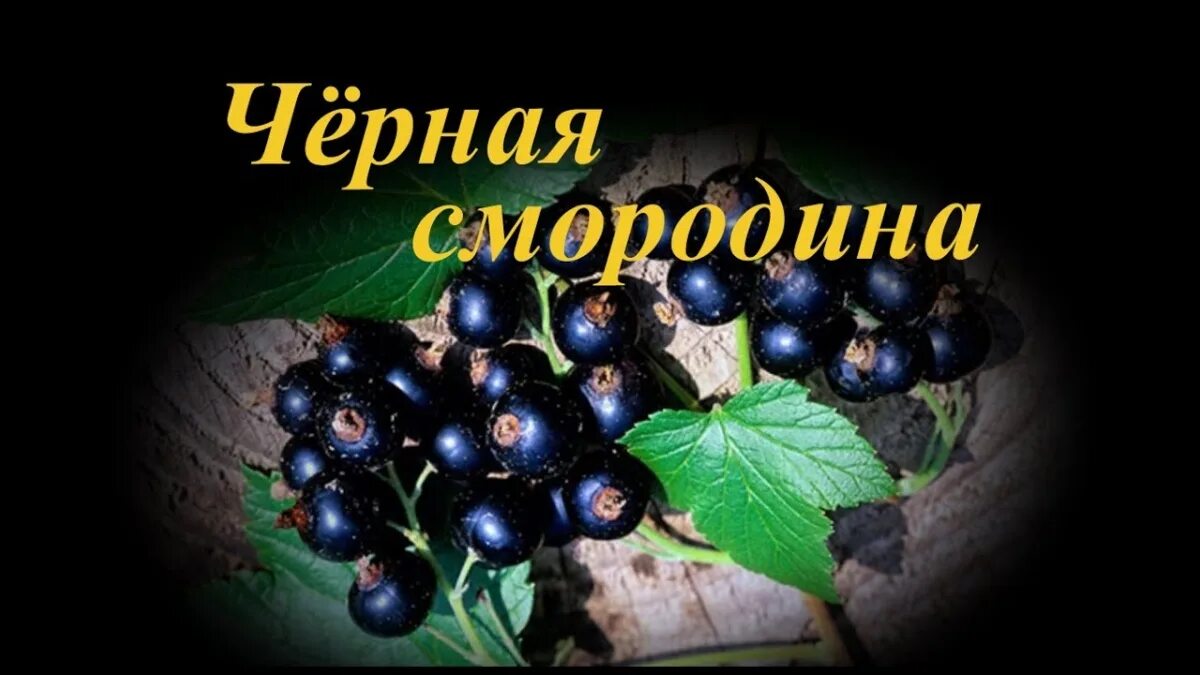 Днь смородины.