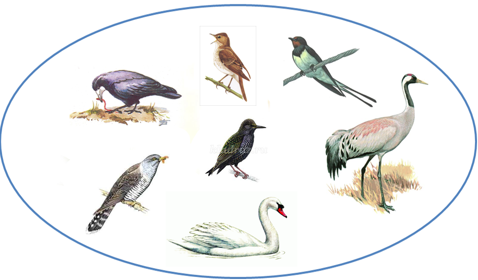 Перелетные птицы для детей 3 4. Перелетные птицы. Перелетные птицы для детского сада. Изображение перелетных птиц для детей. Перелётные птицы картинки для детей.