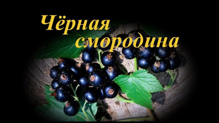 Днь смородины.